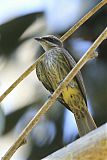 Piratic Flycatcher